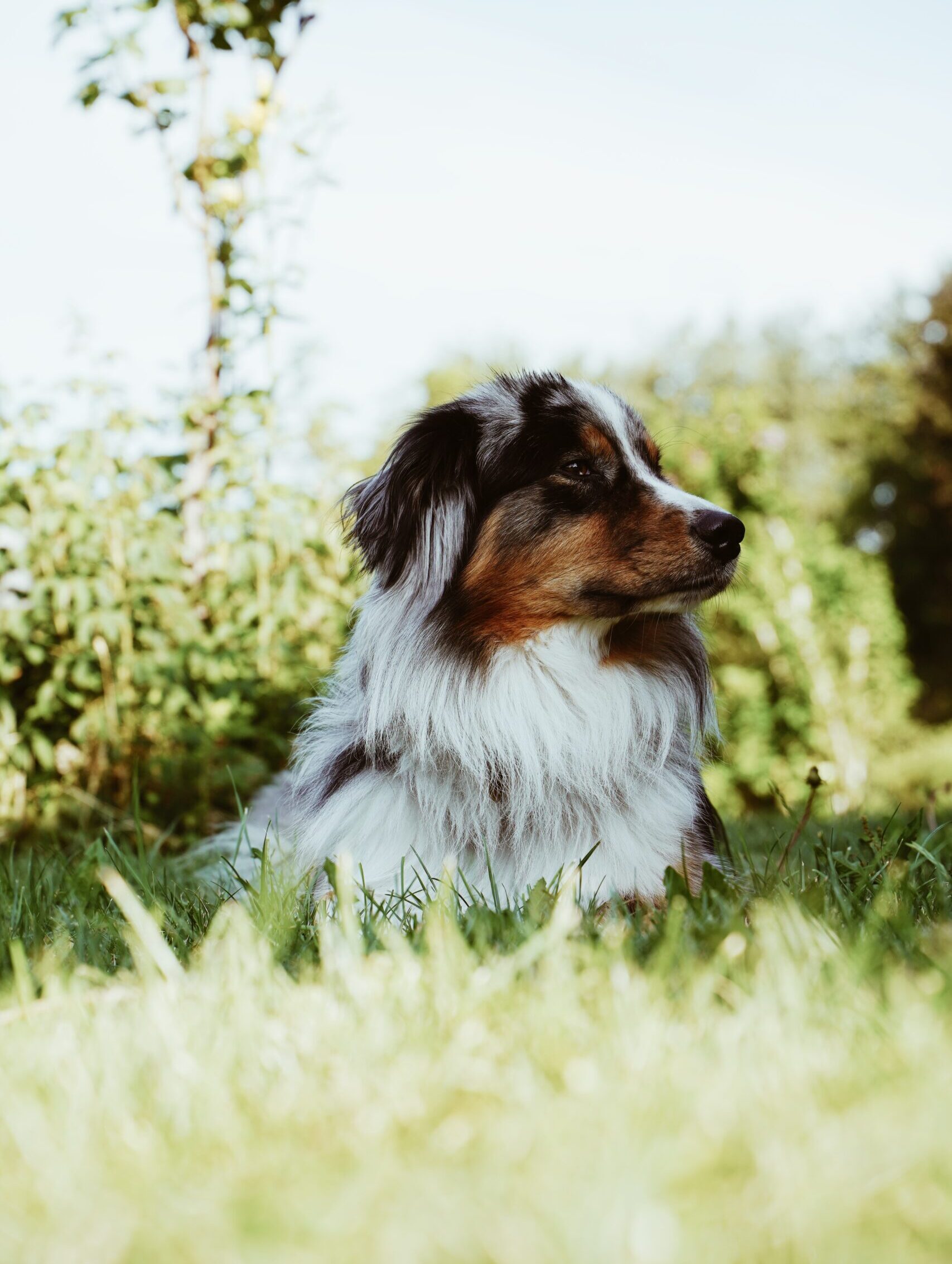 Bailey – Office Dog bei Infyne